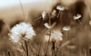 dandelions